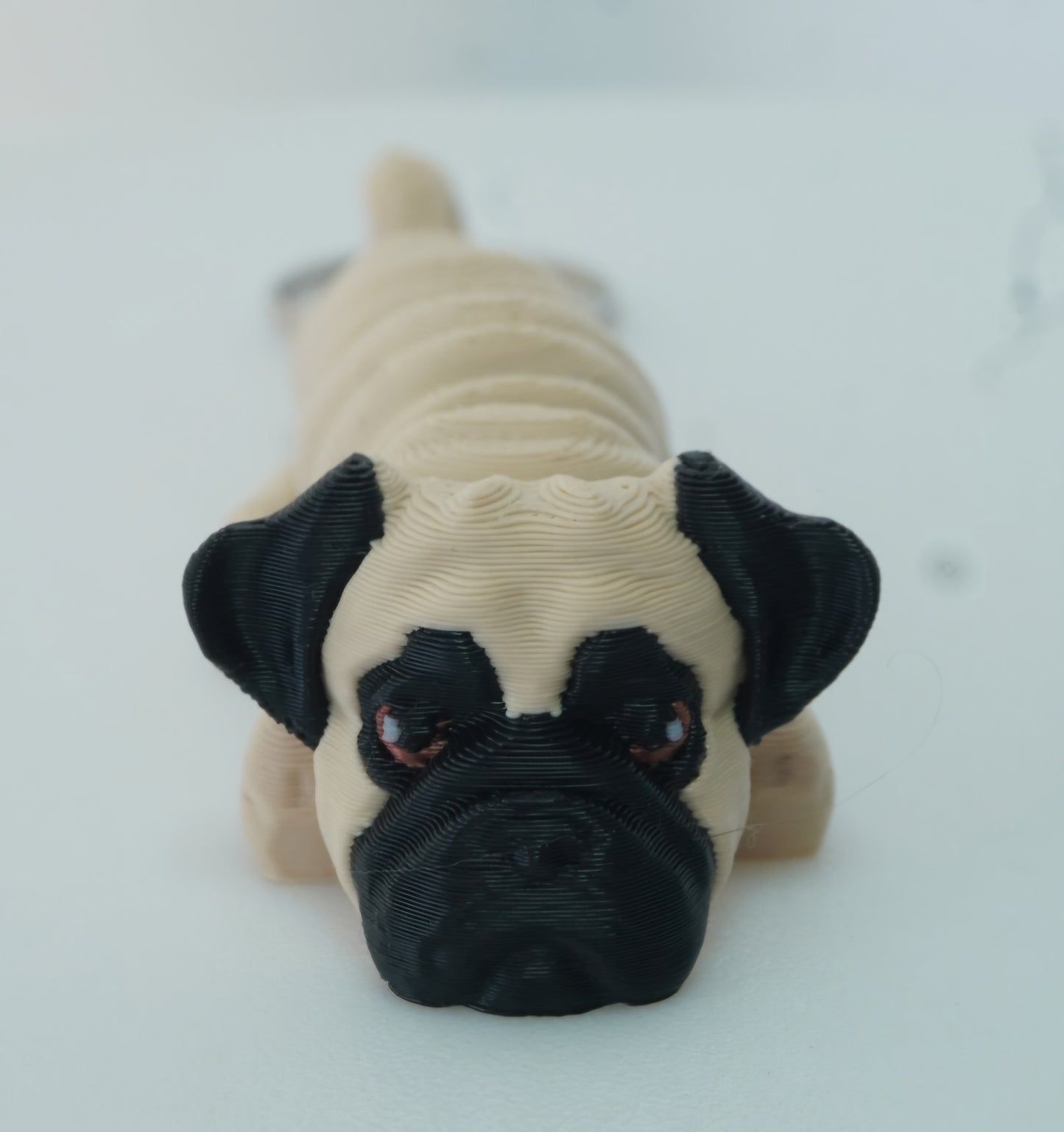 Baby Šuniukai Mopsai, Front Face