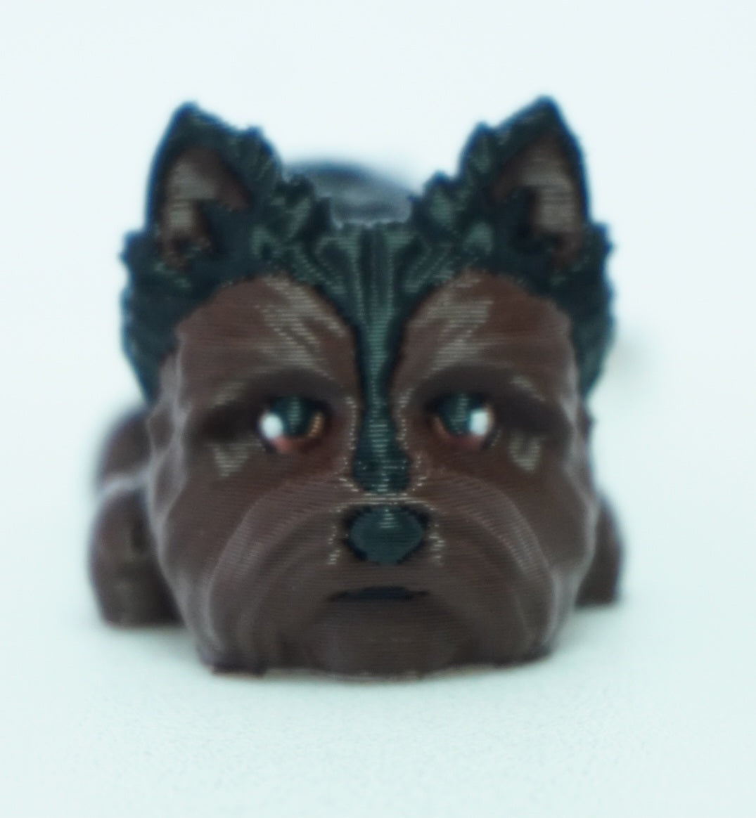 Baby Šuniukai Jorkšyrai, Front Face