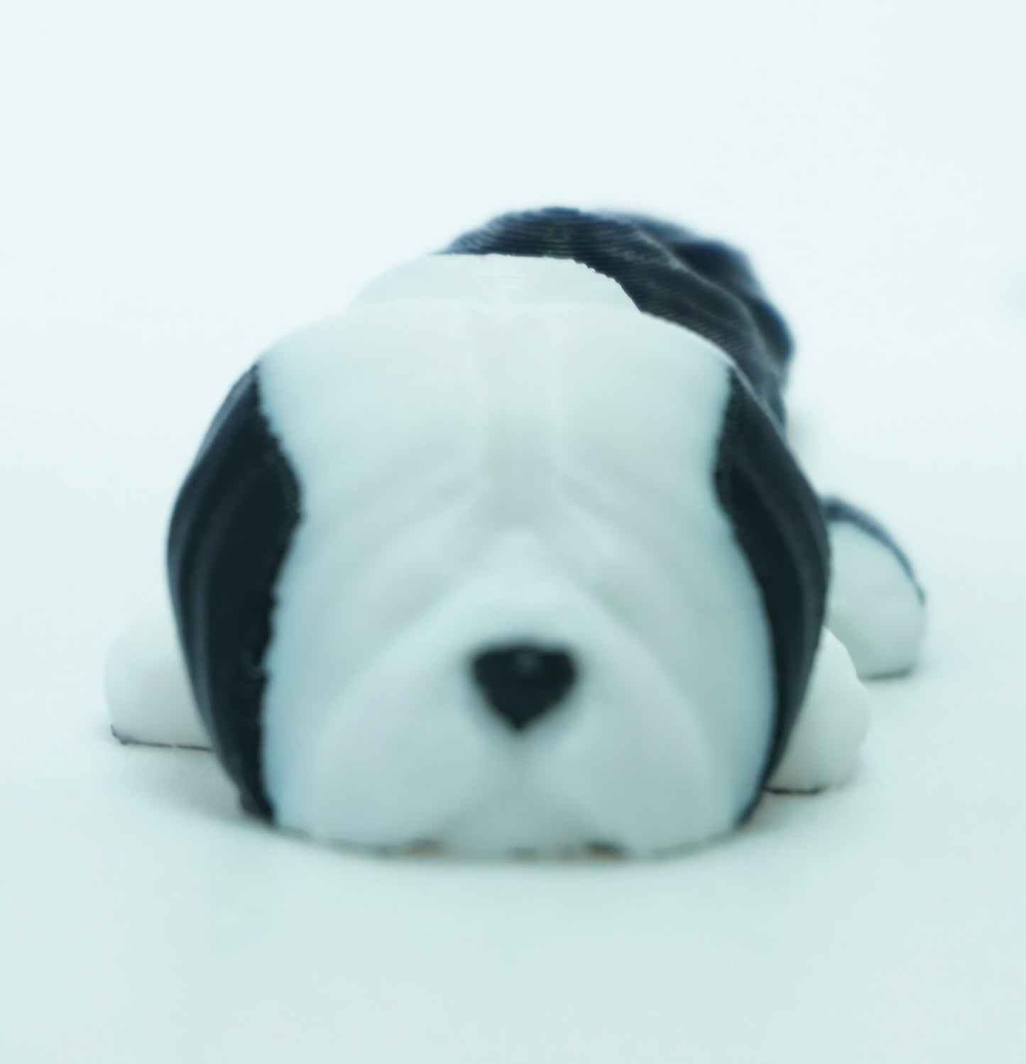 Baby Šuniukai Tibeto Terjerai, Front Face