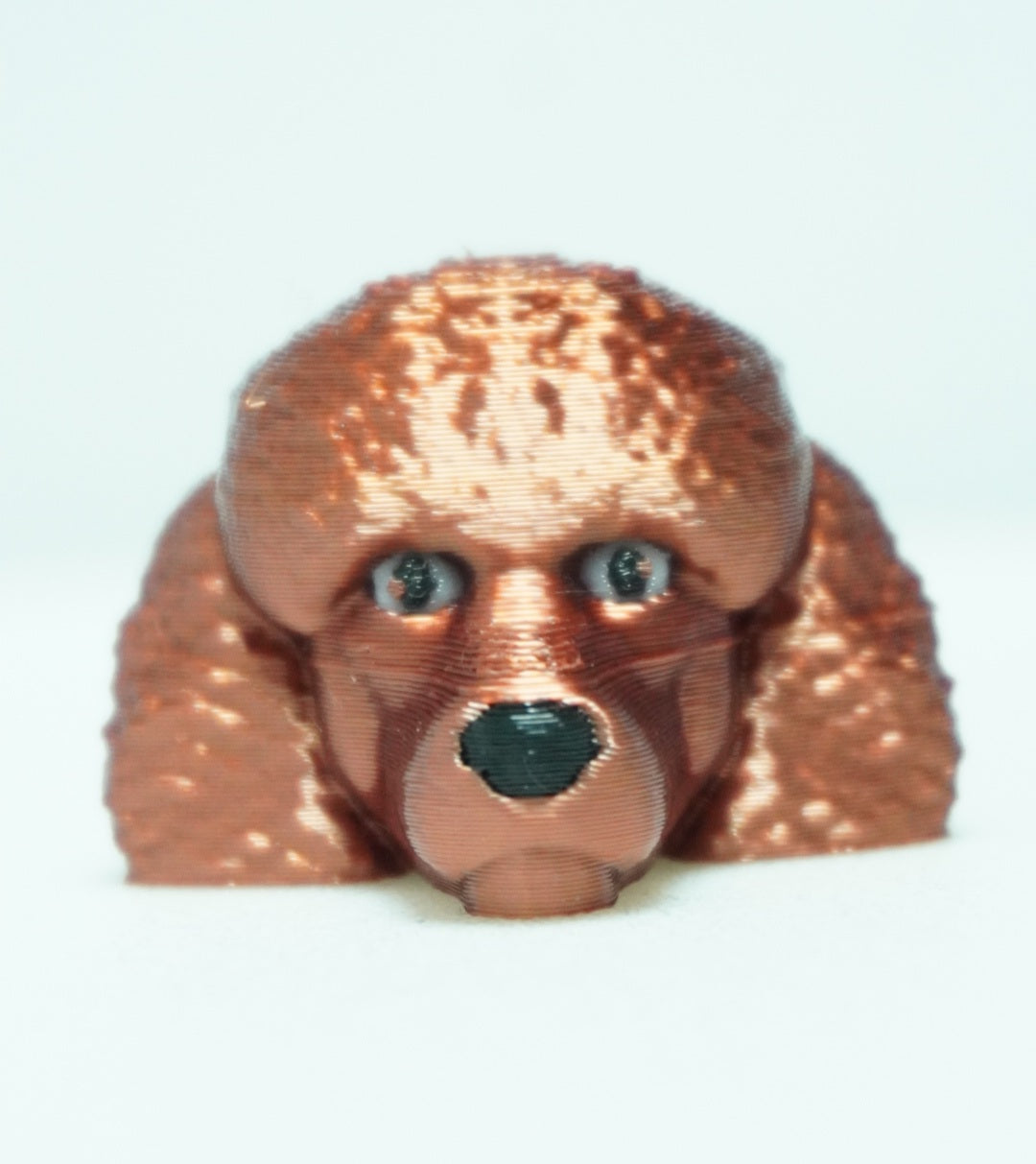 Baby Rudas Pudelis Šuniukai